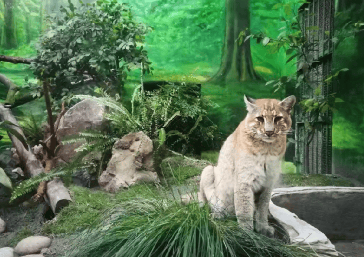 重慶動物園金貓“阿宅”走了 超過15歲，國內豢養數量寥寥無幾