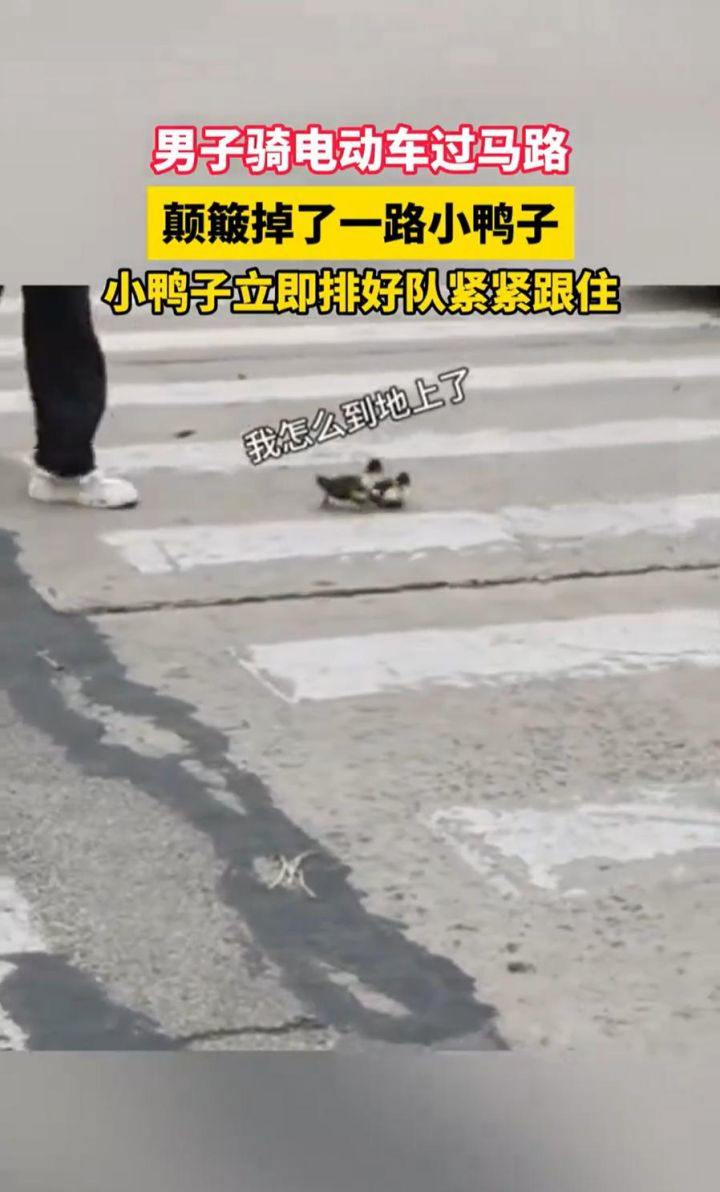 “過馬路了不好意思讓讓鴨~”：男子騎車載鴨過馬路，小鴨掉隊后自覺排隊緊跟