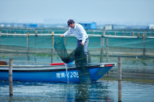 陽澄湖大閘蟹預訂量飆升，陽澄精靈領航綠色養殖新篇章